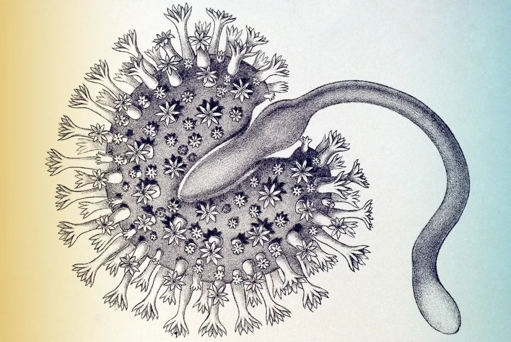 Historical book illustration of Sea Pansy (Renilla reniformis) from "Kunstformen der Natur" by Ernst Haeckel