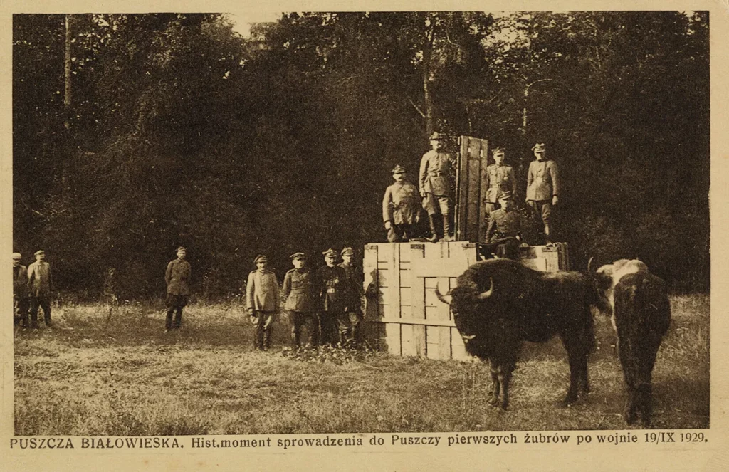Bialowieza Forest : the historical moment of bringing the first bison to the Forest after the war in 1929.