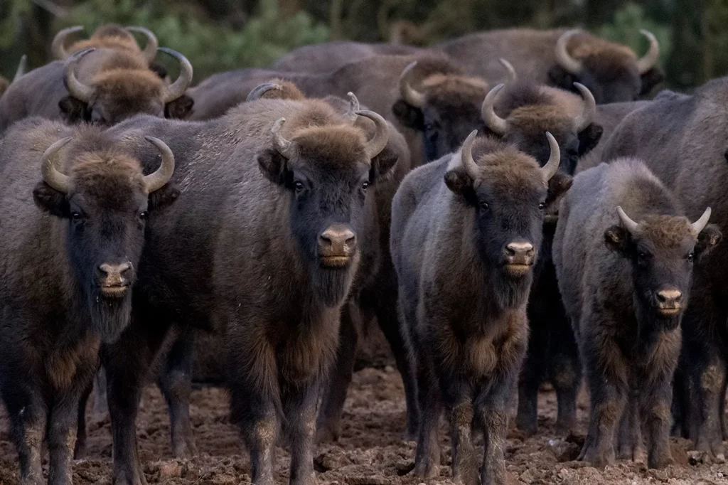 group of bisons