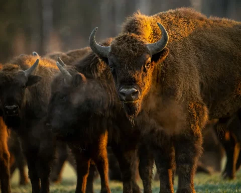 group of bisons in the morning