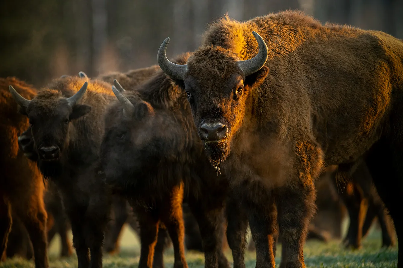 European Bison European Bison