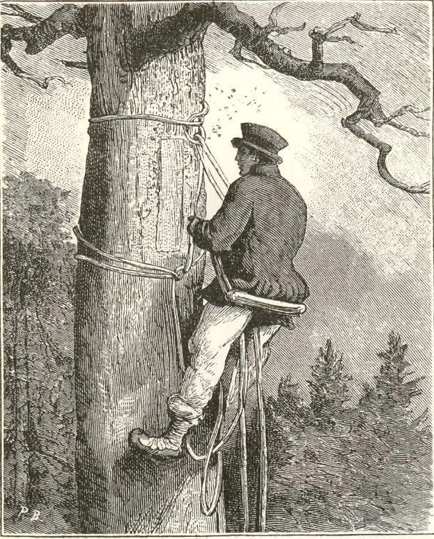 Collecting honey from the beehive tree