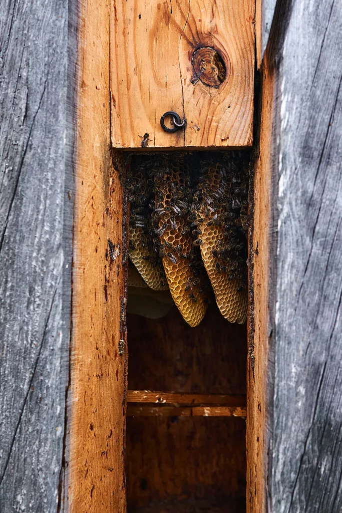 Natural honeycombs inside a traditional log hive without brood frames