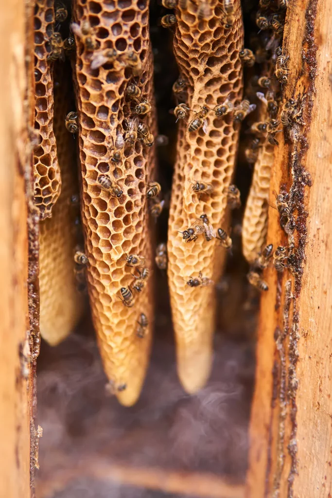 Natural honeycombs inside a traditional log hive in smoke from beekeeper smoker