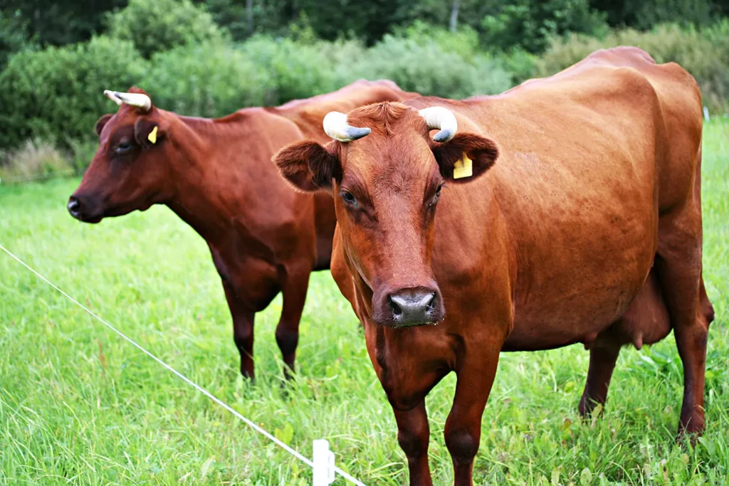 Cows on the summer field in electrofence, The Latvian Brown cow breed.