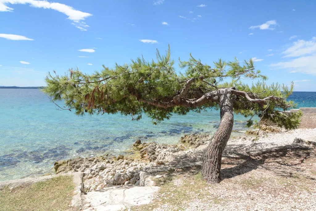 Wind bent tree in Zadar, Croatia.