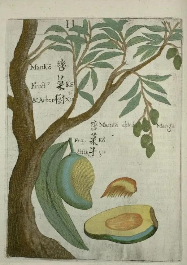 Mango illustration from Flora Sinensis by Michael Boym