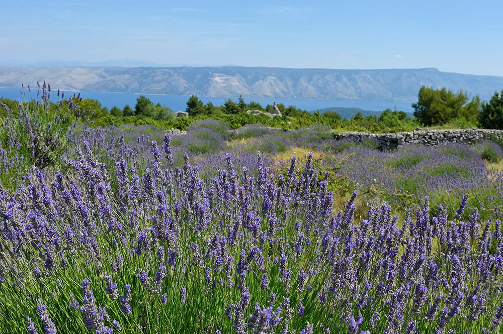 Lavender field in the area around Velo Grablje, Hvar island, Croatia.