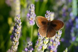 Lavender on island Hvar Croatia, meadow brown butterfly
