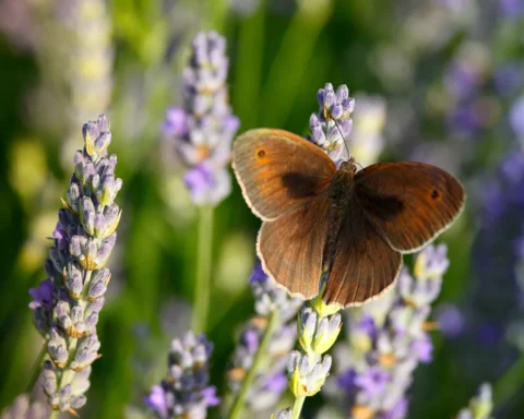 Lavender on island Hvar Croatia, meadow brown butterfly