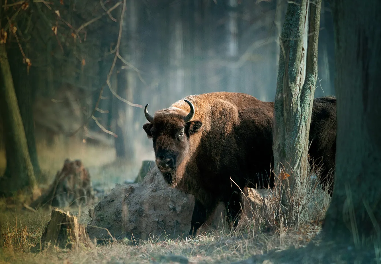 European bison in forest