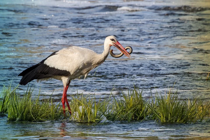 The stork in the Venta river eats lamprey.
