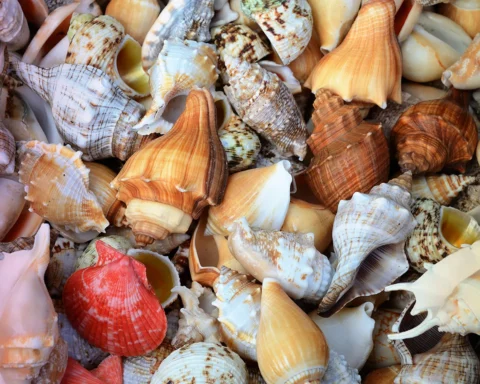 Group of different sea shells stock photo