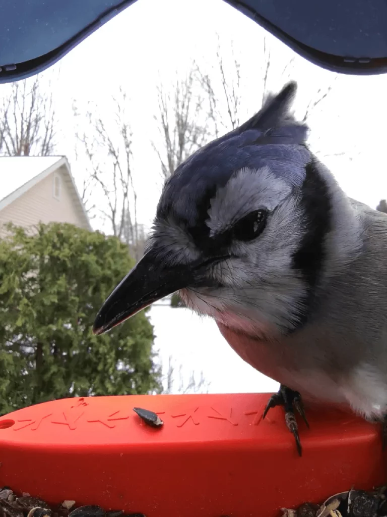 Bird Buddy’s camera content.