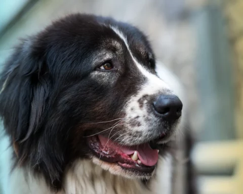 A very close up of a Bucovina shepherd dog.