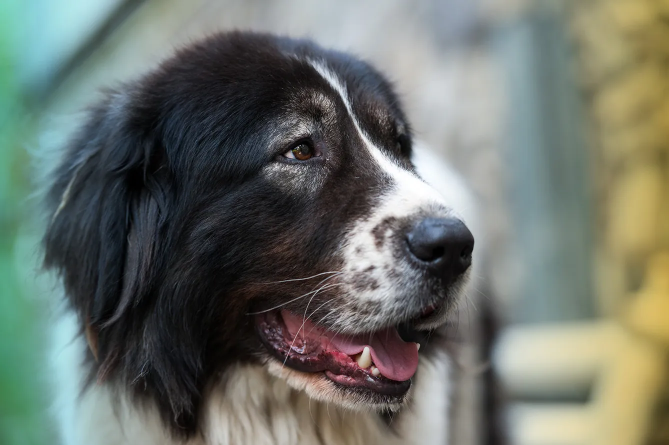 A very close up of a Bucovina shepherd dog.