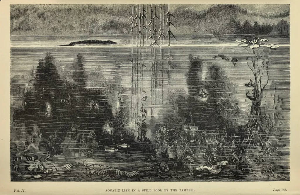 "Aquatic life in a still pool by the Zambesi" from Seven Years in South Africa (1881) by Emil Holub, translated by Ellen Elizabeth Frewer, illustrated by Karel Liebscher, Adolf Liebscher and Johann Varrone.