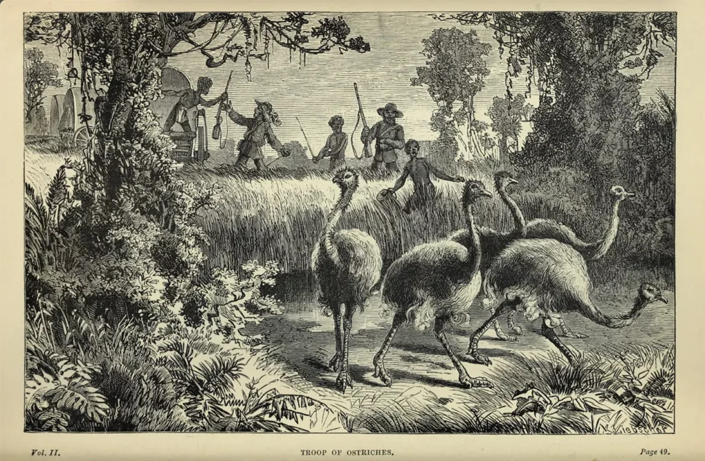 "Troop of ostriches" from Seven Years in South Africa (1881) by Emil Holub, translated by Ellen Elizabeth Frewer, illustrated by Karel Liebscher, Adolf Liebscher and Johann Varrone.