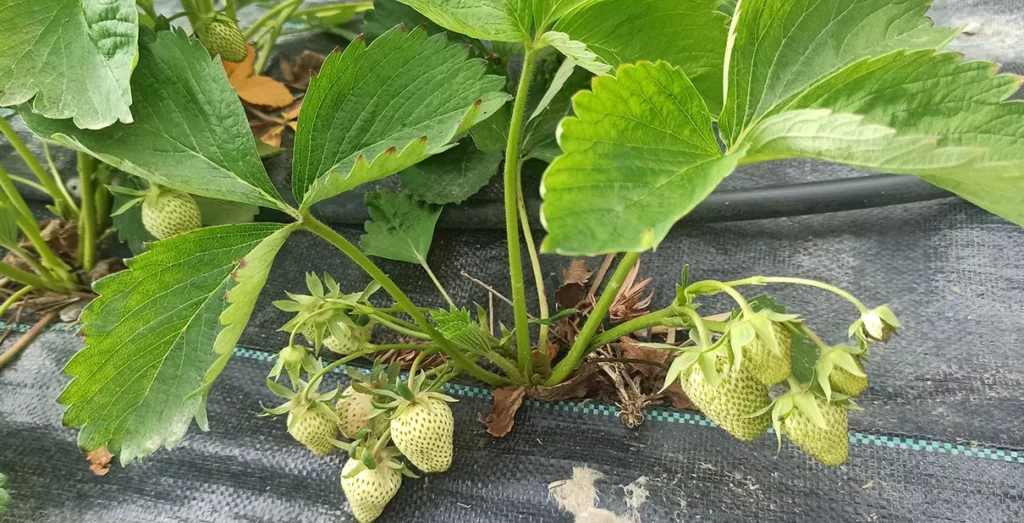 One-year strawberry seedling with a 60% increase in fertility, without pesticides after the application of ekofertile biostimulant from bioleaching of sand. Photo: courtesy of Ekolive