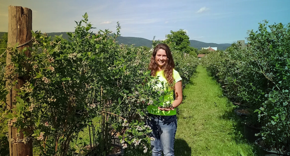 Darina Styriakova, blueberries after applying ekofertile from bioleaching of sand. Photo: courtesy of Ekolive