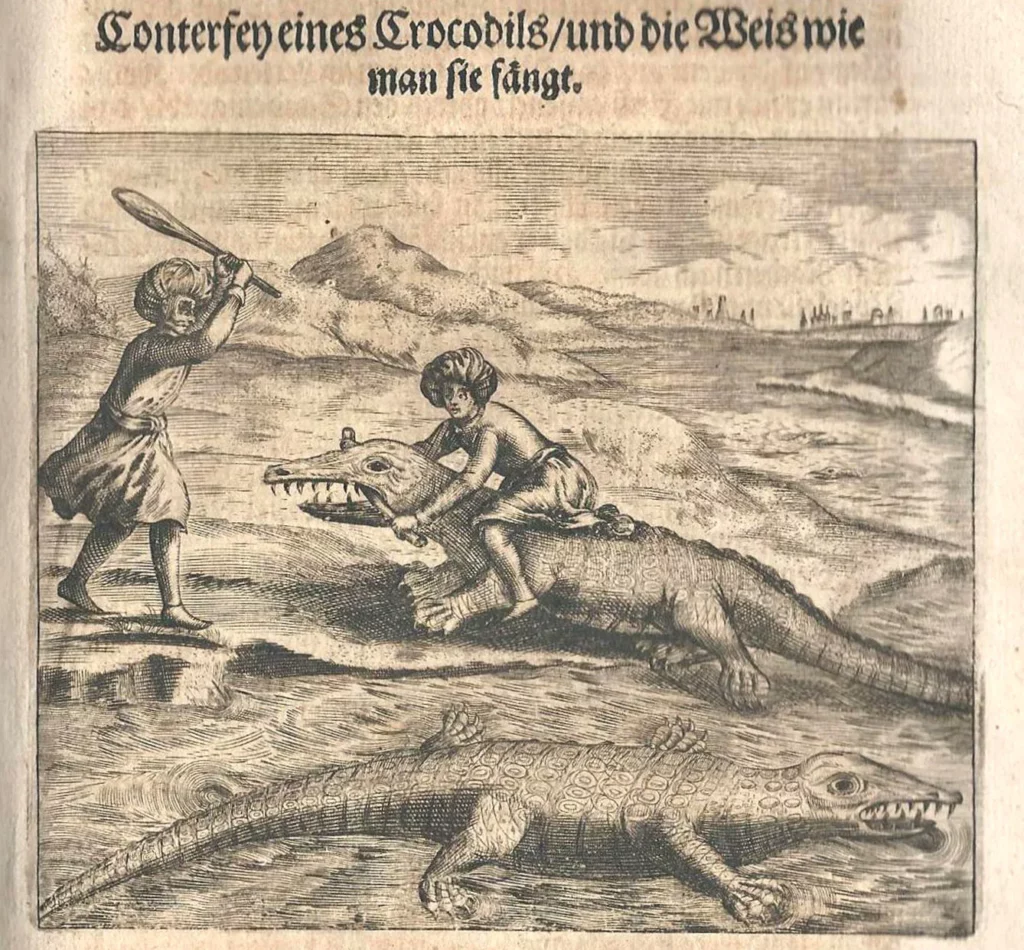 The image of a crocodile and the way hunting. From "Der Christliche Ulysses" 1678.
