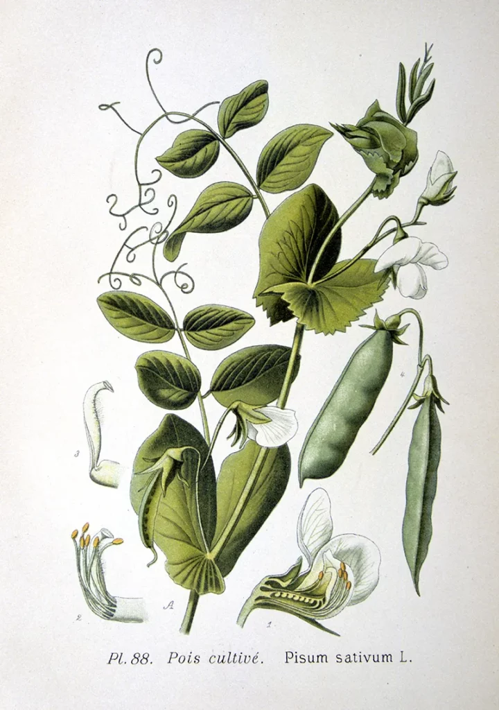 Illustration of Pisum Sativum L