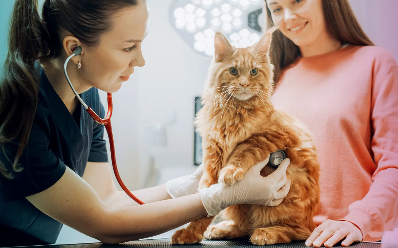 Female Veterinarian Inspecting a Pet Maine Coon with a Stethoscope on an Examination Table. Cat Owner Brings Her Furry Friend to a Modern Veterinary Clinic for a Check Up Visit
