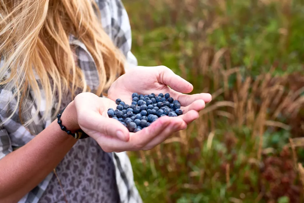 Unrecognizable blond-haired woman holding handful of freshly picked juicy blueberries outdoors, close-up view Thank you This photo has been successfully downloaded. (Look for it in your Downloads folder or the last place you saved a file.) Having issues? Download again Credit:mediaphotos Stock photo ID:1022254970 Upload date:August 21, 2018 Categories:Stock Photos|Blueberry