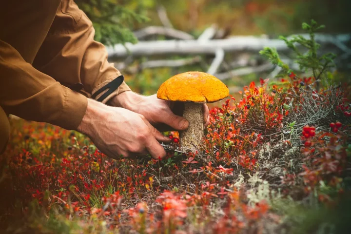 Man hands picking mushroom with orange cap