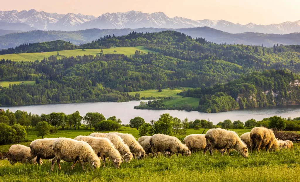 Pieniny mountain range on the current Polish-Slovak border. On the background there are two castles - Czorsztyn zamek and Niedzica Zamek also known as Dunajec Castle. On the foreground there is a flock of sheep.