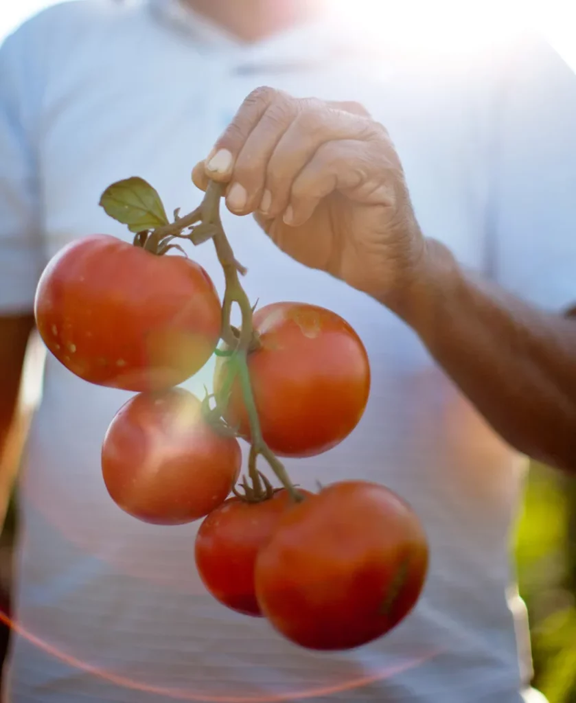 Farmer holding a handful of fresh vine ripened organic tomatoes.