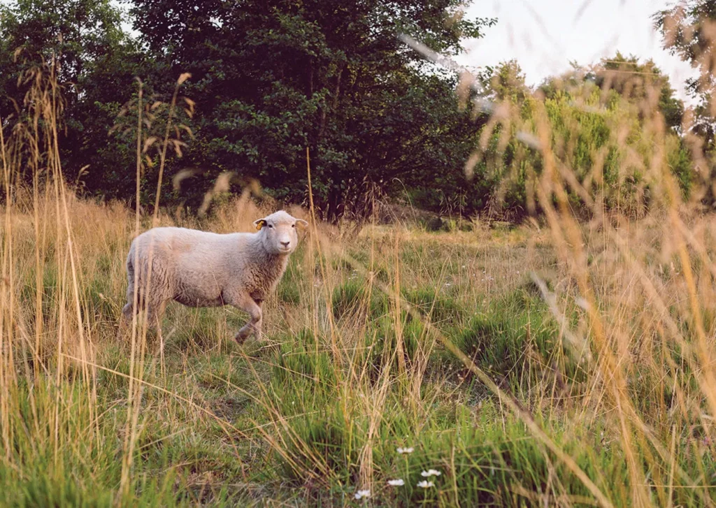 Kihnu lamb.