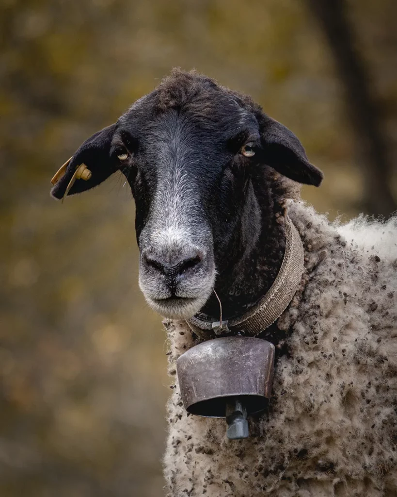 Portrait of bulgarian sheep